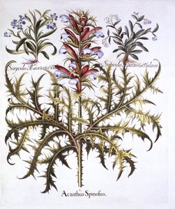 Stekelige Berenklauw en Vergeet-mij-nietjes, uit Hortus Eystettensis, door Basil Besler, 1613